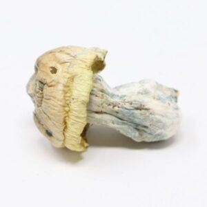 Iceberg Magic Mushroom