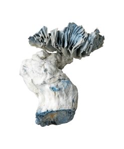 Jack Frost Magic Mushroom