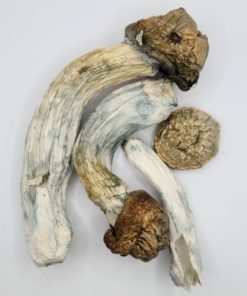 Jedi Mind Fuck mushroom