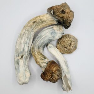 Jedi Mind Fuck mushroom