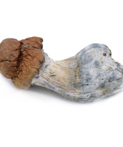 King Kong Magic Mushroom