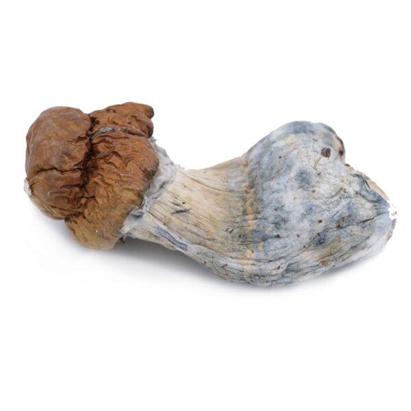 King Kong Magic Mushroom