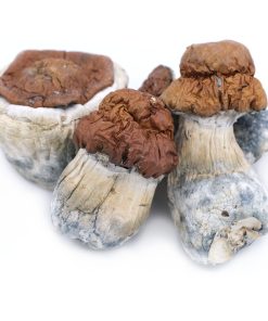 King Kong Magic Mushroom