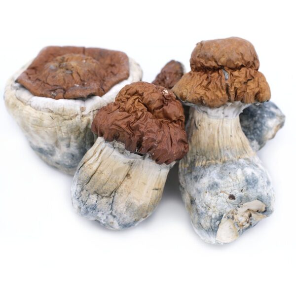 King Kong Magic Mushroom