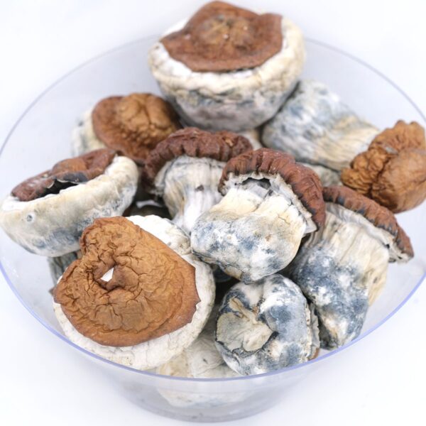 King Kong Magic Mushroom