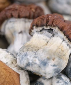 King Kong Magic Mushroom