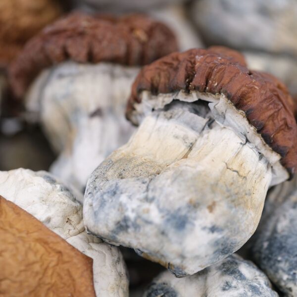 King Kong Magic Mushroom
