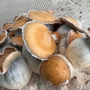 Koh Samui “Little Flower” mushroom