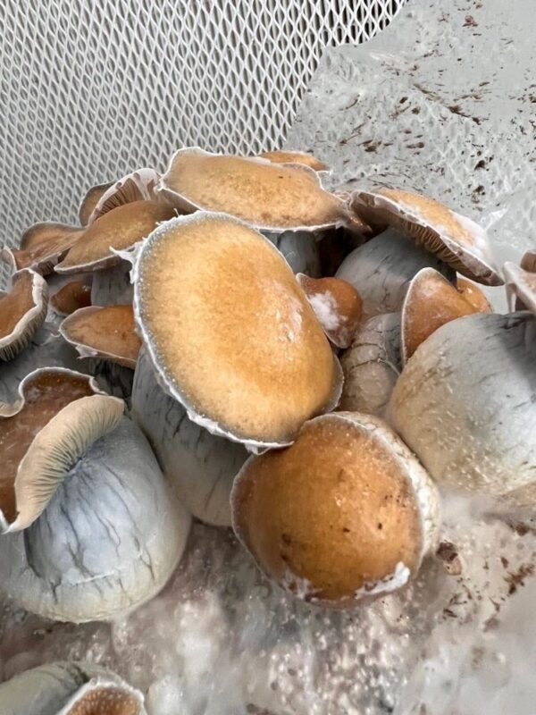 Koh Samui “Little Flower” mushroom