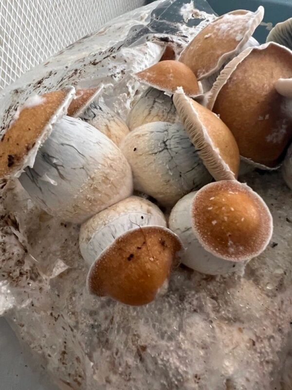 Koh Samui “Little Flower” mushroom