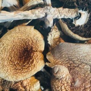 Lizard king magic mushroom