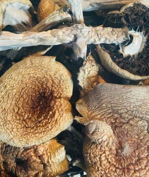 Lizard king magic mushroom