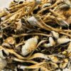 Lizard king magic mushroom