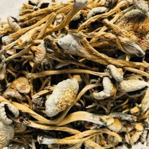 Lizard king magic mushroom