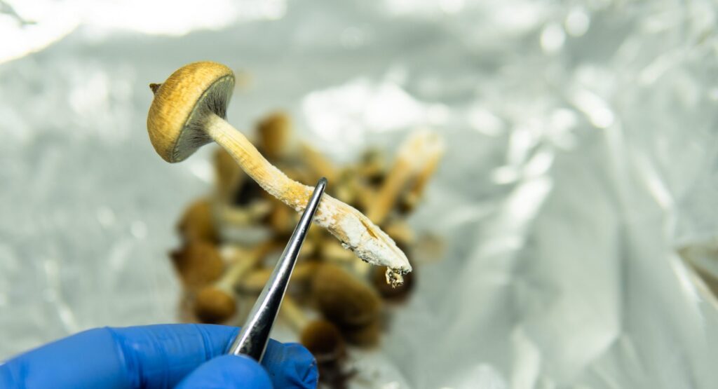 are magic mushrooms addictive