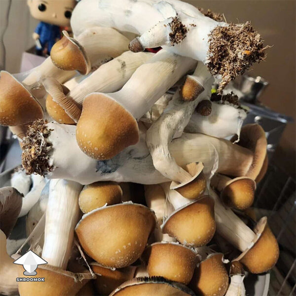 Makilla Gorilla Magic Mushroom