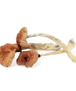 Malabar coast mushroom
