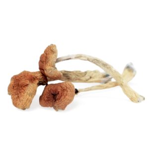 Malabar coast mushroom