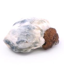 Melmac Penis Envy Magic Mushroom