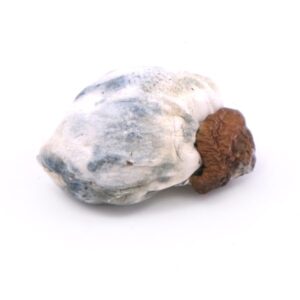 Melmac Penis Envy Magic Mushroom