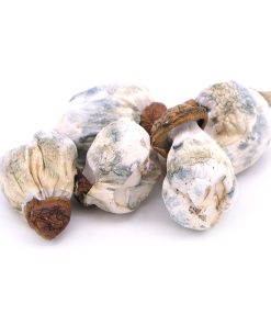 Melmac Penis Envy Magic Mushroom