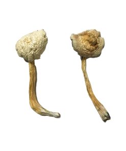 Rusty Whyte Magic Mushroom