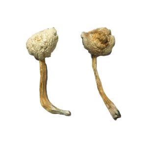 Rusty Whyte Magic Mushroom