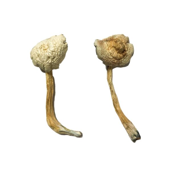 Rusty Whyte Magic Mushroom