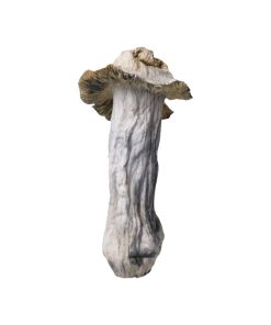 Shakti Magic Mushroom