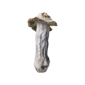 https://mushroomstorefront.com/product/buy-malabar-coast-magic-mushroom-5-grams/