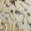 Albino A+ Magic Mushroom