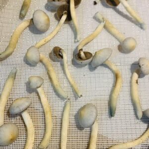 Albino A+ Magic Mushroom