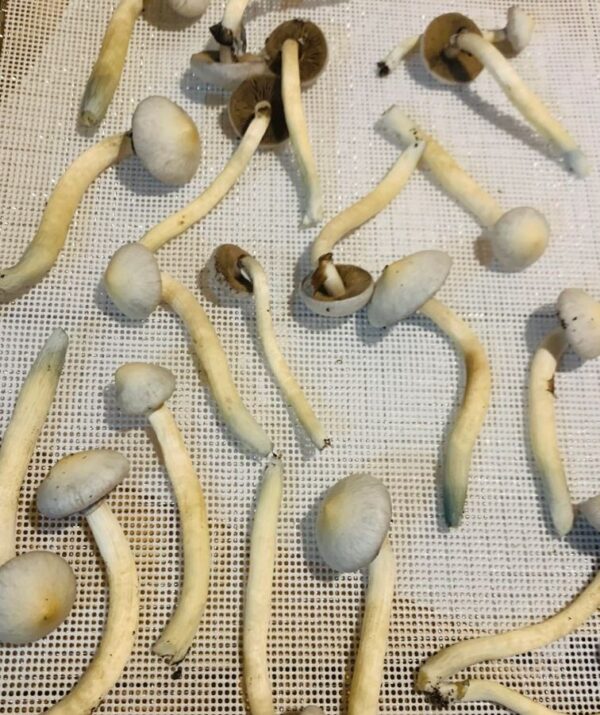 Albino A+ Magic Mushroom
