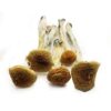 b+ magic mushroom