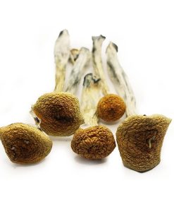 b+ magic mushroom