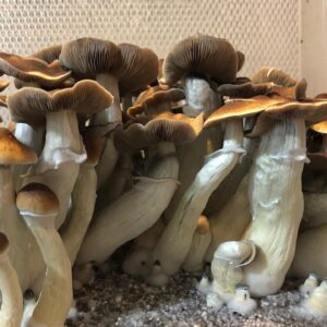blue Magnolia mushroom