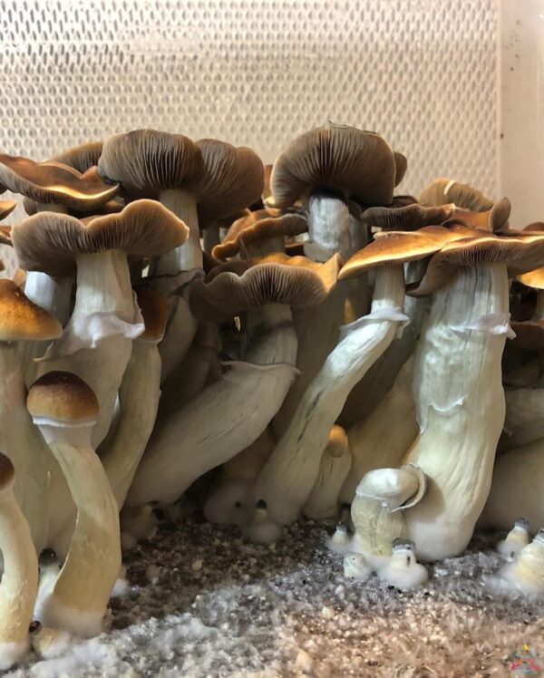 blue Magnolia mushroom