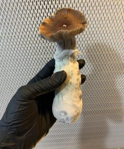 blue Magnolia mushroom