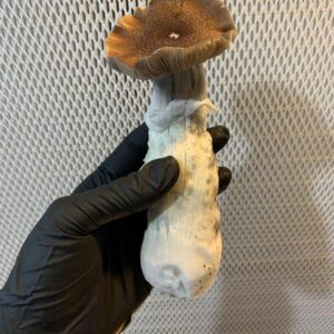 blue Magnolia mushroom