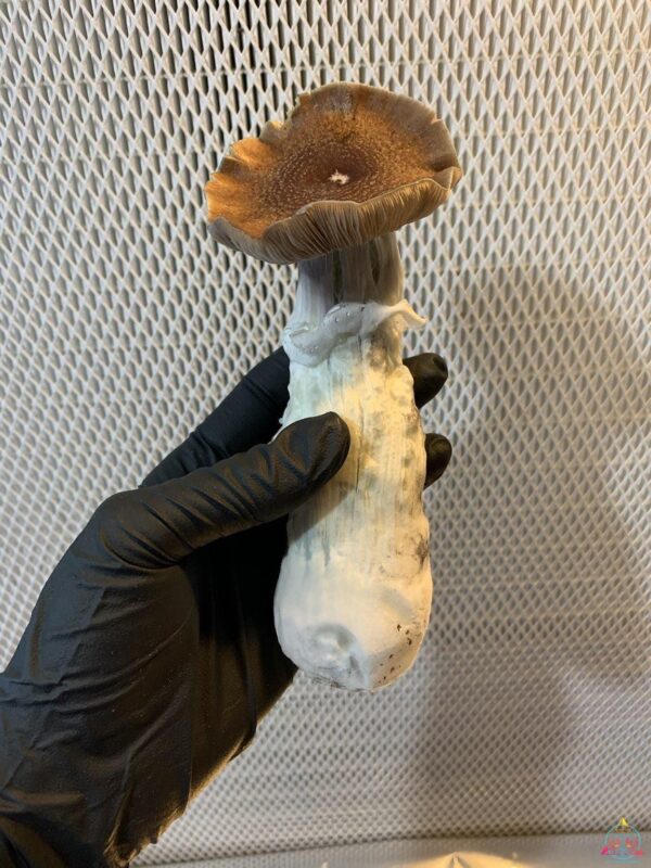 blue Magnolia mushroom