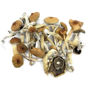 Blue Meanies Magic Mushroom