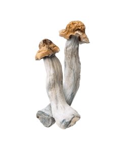 Ghost Magic Mushroom