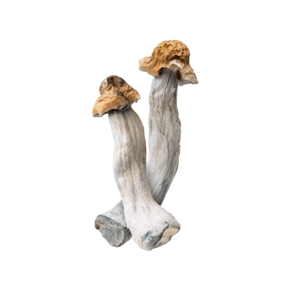 Ghost Magic Mushroom