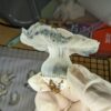 Ghostface Killa magic mushroom