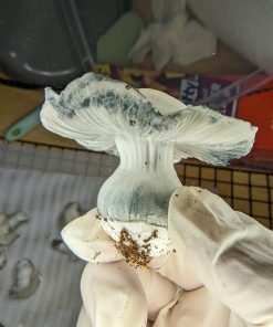 Ghostface Killa magic mushroom