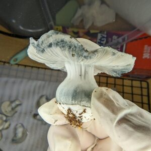 Ghostface Killa magic mushroom