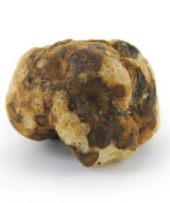 Tampanensis Magic Truffles
