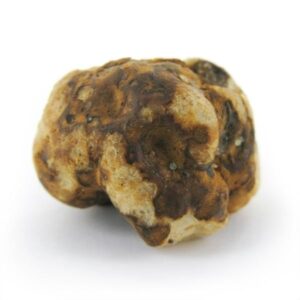 Tampanensis Magic Truffles