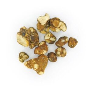 Tampanensis Magic Truffles