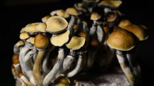 what are magic mushrooms